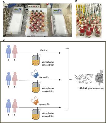 A Microbiota-Dependent Response to Anticancer Treatment in an In Vitro Human Microbiota Model: A Pilot Study With Hydroxycarbamide and Daunorubicin